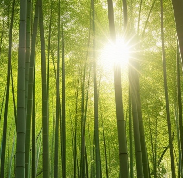 Bamboo Forest Sunlight Tall